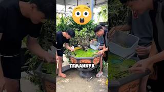 Orang Orang Ini Terkejut Melihat Kolam Ikannya Menjadi Sangat Buruk ‼️😱shorts [upl. by Cosma]