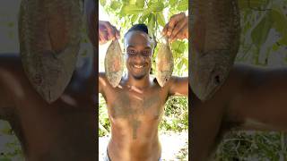 Outdoor Cooking Jamaica  Jamaican Coconut Curry Fish jamaica offgrid outdoorcooking shorts [upl. by Anaiq]