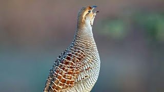 Grey francolin Francolinus pondicerianus sound Call and song [upl. by Jordanna]