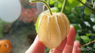 Growing Physalis Peruviana Cape Gooseberry I need to keep them going for a bumper amp early harvest [upl. by Aicirtal]