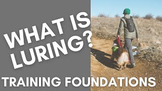 What is Luring Dog Training Foundations [upl. by Bastien303]