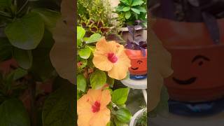 naturalvideo gardenflowers houseplants youtubeshorts viralvideo [upl. by Marisa]