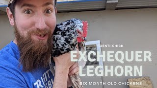 Exchequer Leghorn 6Month Old Chickens [upl. by Ordnasela]