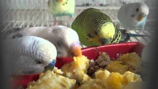 BudgiesParakeets Eating Eggs [upl. by Hesler]