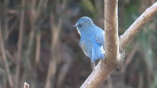 ルリビタキ4平山城址公園Redflanked Bluetail4K [upl. by Douville942]