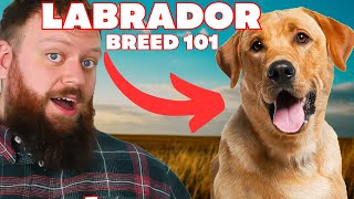 Everything You Need To Know About The Labrador [upl. by Fablan]