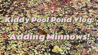 Kiddy Pool Pond Vlog Adding Minnows With Sound [upl. by Asilegna]