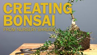 Creating a Bonsai from a Shrub  Making the Initial Cuts for Beginners [upl. by Mungovan]