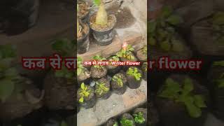 सर्दियों के flower plant wintercollection flowerplant winterplant yt shortfeed viral [upl. by Aseek]