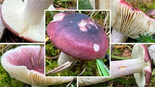 Zedernholztäubling Verwechslung  Heimtückischer Täubling Schärfster Täubling Russula badia [upl. by Inge]