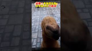 恐怖！未確認生物、宇宙人現る？Scary Unidentified creatures or aliens appearalianshorts宇宙人dog 犬 [upl. by Ammadas]