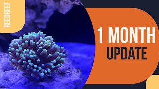 Fiji Cube 325 AIO Nano Reef 1 month update [upl. by Orban]