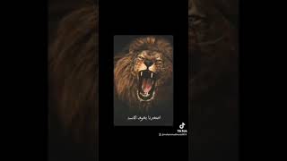 اسمع كلامي اسمع ولك 🤫 فلسطين اللهم لا حسد اصغرنا يخوف الأسد 🦁 [upl. by Sirenay]