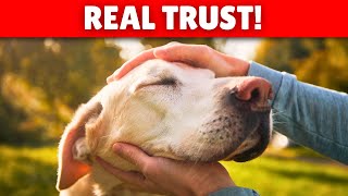 10 Signs Your Dog Really TRUSTS YOU [upl. by Weisburgh289]