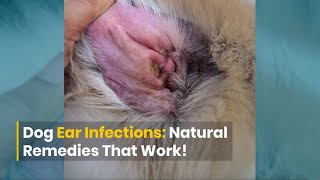 Dog Ear Infections DIY Remedies That Work [upl. by Akiemehs507]