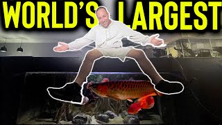 I built the worlds biggest aquarium filter [upl. by Tereb]