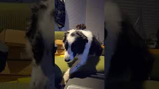 Jethro’s Guilty Stare Border Collie vs The Couch Fort  Playtime Break 4K UHD [upl. by Aholah610]