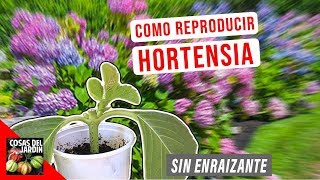 COMO REPRODUCIR HORTENSIAS POR ESQUEJE  FACIL  EL MEJOR METODO [upl. by Knowlton]