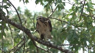 Broad winged Hawk July 25 2024 near Cecil AR [upl. by Nedla972]