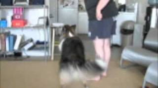 Dog Training Backward Heeling [upl. by Warwick109]