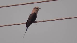 BIRDS IN THE GAMBIA Kotu Creek [upl. by Renaxela840]