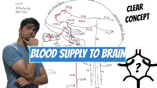 Neuroanatomy  Arterial Supply to Brain Circle of WillisCarotid SystemVestibulobasilar System [upl. by Lerret]