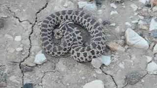 Mexican Hognose Snake Bluffing [upl. by Ientruoc]