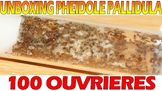 Unboxing Pheidole pallidula  Une centaine douvrière [upl. by Ehling]