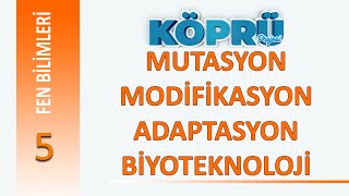 MUTASYON MODİFİKASYON ADAPTASYON VE BİYOTEKNOLOJİ [upl. by Gallager486]