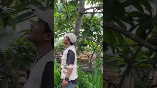 Mamey Sapote Keywest [upl. by Siddon34]