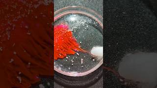 The Red Sea experiment chemical science chemistry [upl. by Suhsoj]