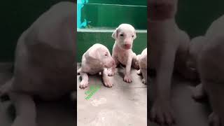 Rajapalayam dog puppy available transportation with kci certificat puppies doglover pets [upl. by Ennaitsirk]