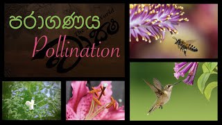 Pollination පරාගණය වෘක්ෂ [upl. by Okram]