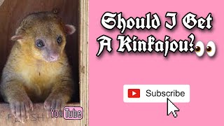 Should I get a Kinkajou🤭 [upl. by Hpotsirhc]