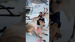 A female volunteer accidentally saved a pregnant reindeer that was having trouble giving birth [upl. by Roche405]