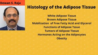 Histology of the Adipose Tissue Fatty Tissue [upl. by Nylirehc]