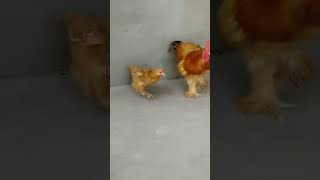 Golden buff pairviralvideo birds rooster [upl. by Acissehc]