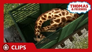 Trouble at the Animal Park  Clips  Thomas amp Friends [upl. by Ennaeiluj]