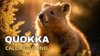 Quokka Calling Sound [upl. by Balthazar337]