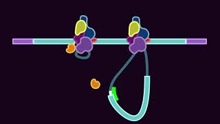 Modifying RNA Splicing with Morpholino Oligos [upl. by Ramuk]