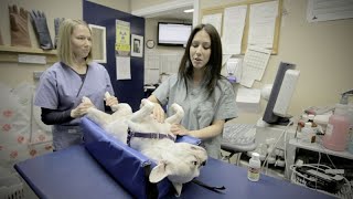 Registered Animal Health Technician Episode 46 [upl. by Daryl961]