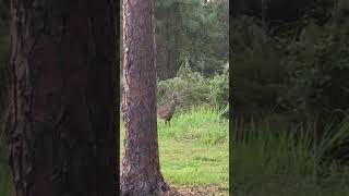 Crazy Reindeer sighting deer wildlife wyoming yellowstonenationalpark wildlife shorts [upl. by Amy]