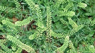 Lepidium virginicum como fertilizante [upl. by Anaitit]