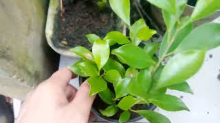 Como hacer un esqueje de Ficus retusa  Ficus tigerbark [upl. by Danella]