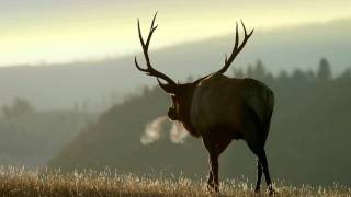 Elk Country Chronicles January 2012 [upl. by Ybbob77]