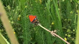 ヒポトエベニシジミLycaena hippothoe Purpleedged Copper 20240629 Vars France [upl. by Naud]