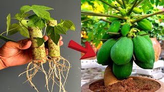 New Method To Grow Papaya From Cutting Success 100 [upl. by Aldas]