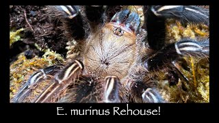 E murinusSkeleton Leg Tarantula Rehouse [upl. by Jorin146]