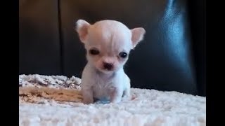 5 ounce Chihuahua  Tiniest Chihuahua  Hydrocephalus  another video in link [upl. by Ariet548]