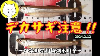 相模湖係留船ワカサギ釣りー2024年2月ー神奈川県 [upl. by Haimrej976]